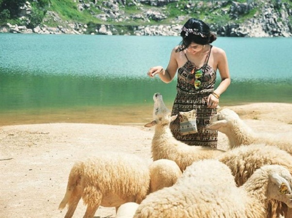 Đàn cừu không được sạch cho lắm, chỉ có mấy bé cừu con thì lông trắng sạch hơn xíu.