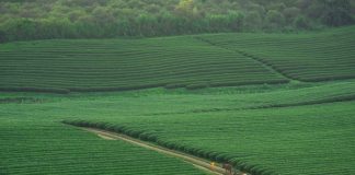 Những đồi chè xanh mơn mởn, rộng bát ngát khiến cao nguyên Mộc Châu trông như một viên ngọc xanh nằm trên cao nguyên tạo nên một bức tranh thiên nhiên vô cùng đẹp mắt...