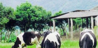 Sữa bò Mộc Châu ĐẶC SẢN MỘC CHÂU
