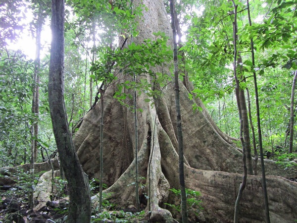 Vườn quốc gia Cát Tiên 
