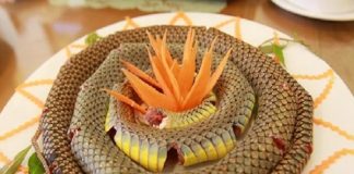 Rắn biển đặc sản Cát Bà