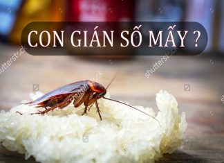 Nằm mơ thấy con gián điềm báo điều gì