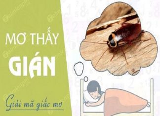 Nằm mơ thấy con gián có ý nghĩa như thế nào