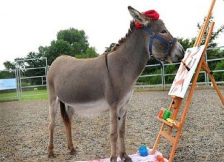 Nằm mơ thấy lừa đánh xổ số miền bắc