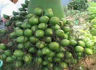 Nằm mơ thấy cau là điềm báo gì, nên đánh con nào?