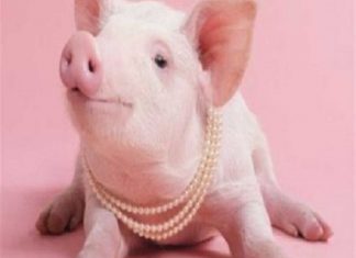 Tìm hiểu ý nghĩa của giấc mơ thấy con lợn