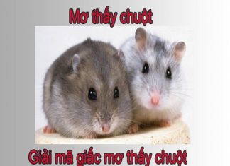 Giải mã giấc mơ con chuột điềm báo cho bạn điều gì?