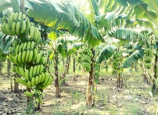 Ngủ mơ thấy cây chuối là điềm báo tốt hay xấu?