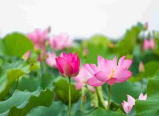 Nằm mơ thấy hoa sen có phải điềm báo may mắn?