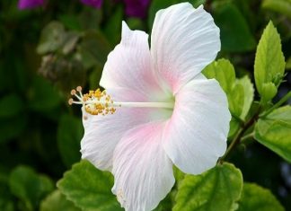 Mơ thấy hoa dâm bụt là điềm báo gì