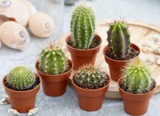 mo-thay-cay-xuong-rong