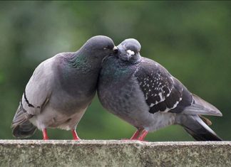 Mơ thấy chim bồ câu có phải cát mộng - Đánh con nào trúng lớn?