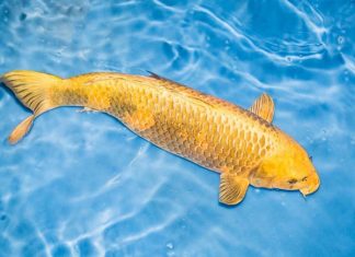 Giải mã ý nghĩa của giấc mơ thấy cá chép