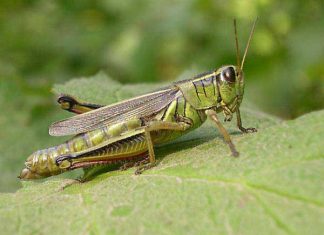 Mơ thấy châu chấu - Giải mã con số may mắn của giấc mơ thấy châu chấu