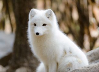 Mơ thấy hồ ly là điềm báo lành hay dữ?