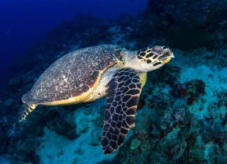 Mơ thấy rùa đánh con gì trúng lớn - Giải mã giấc mơ thấy rùa