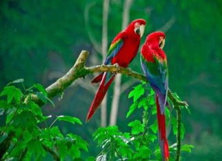 ngu mo thay bat duoc chim