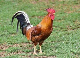 Nằm mơ thấy gà trống đánh con gì dễ trúng, có ý nghĩa gì