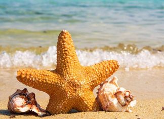 Mơ thấy sao biển là điềm gì? Giải xui bằng con lô nào?