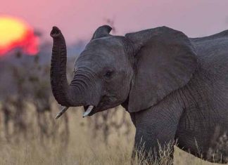 Nằm mơ thấy voi đánh con gì ăn chắc - Có điềm báo gì