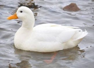 Nằm mơ thấy vịt là điềm tốt hay xấu ? Đánh số mấy trúng ?