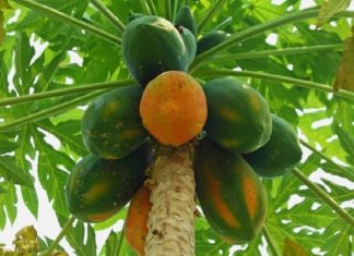 nằm mơ thấy cây đu đủ