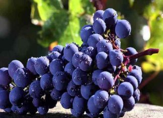 nằm mơ thấy quả nho