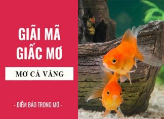 Nằm mơ thấy cá vàng điềm báo lành hay dữ?