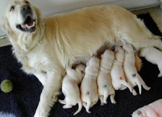 Nằm mơ thấy chó đẻ có điềm báo gì tốt hay xấu