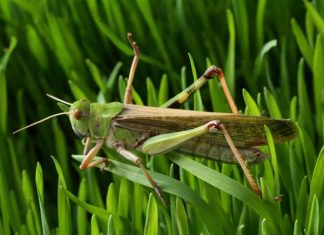 Mơ thấy con châu chấu là điềm gì? Đánh con bao nhiêu?