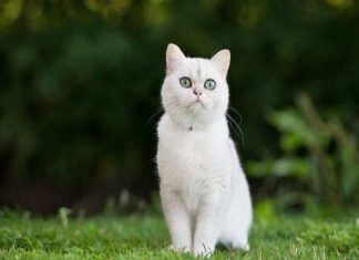 Ngủ mơ thấy mèo trắng là điềm hên hay xui ? Đánh số mấy ?