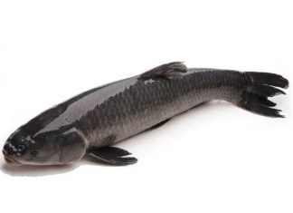 Giải mã giấc mơ thấy cá trắm điềm báo lành hay dữ?