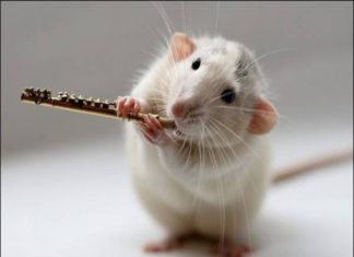 nam mo thay chuot can