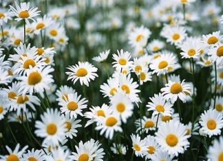 Nằm mơ thấy hoa cúc đánh con gì ăn chắc, có điềm báo gì