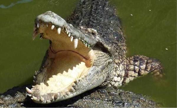 Giấc mơ thấy con cá sấu là điềm báo gì? Đánh con số nào