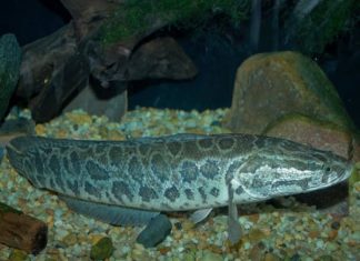 Giải mã giấc mơ thấy cá chuối