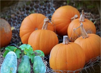 Nằm mơ thấy quả bí đánh con gì ăn chắc, có điềm báo gì