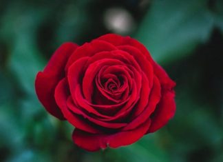 Nằm mơ thấy hoa đánh con gì ăn chắc - Giải mã giấc chiêm bao thấy hoa