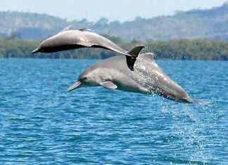 Nằm mơ thấy cá heo đánh số mấy - Giải mã giấc mơ thấy cá heo