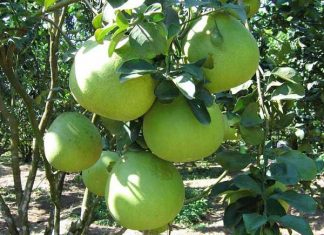 Nằm mơ thấy quả bưởi điềm báo gì, lành hay dữ? con số liên quan