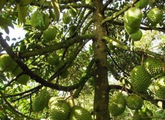 Nằm mơ thấy sầu riêng