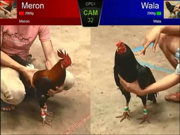 Wala là tỷ lệ đặt cược cho gà đội chủ nhà