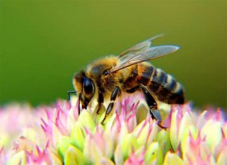 Con ong số mấy? Mơ thấy ong báo hiệu điều gì? Gợi ý con số cực hên