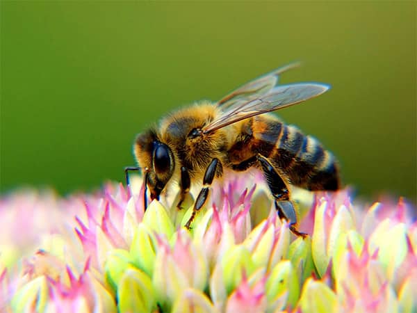 Con ong số mấy? Mơ thấy ong báo hiệu điều gì? Gợi ý con số cực hên