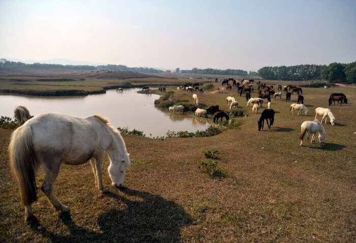 Trại Ngựa Bá Vân Sông Công