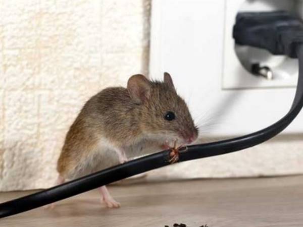 Mơ thấy bắt chuột đánh con gì? Đánh số mấy trúng độc đắc