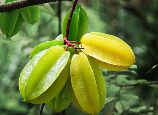 Nhìn thấy quả khế là điềm gì? Có phải điềm báo cát lộc gõ cửa?