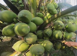 Đi đường trông thấy quả dừa mang ý nghĩa gì cặp số gì may mắn