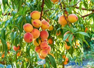 Nhìn thấy cây sai quả là điềm gì? Có phải điềm báo ẵm lộc vàng?