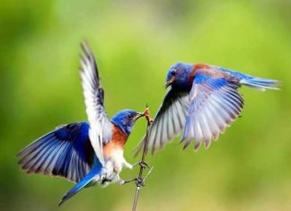 Nhìn thấy chim chết có điềm báo lành hay dữ con số gì đẹp